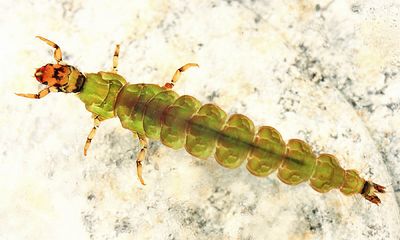 Rhyacophila fuscula