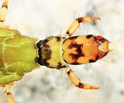 Rhyacophila fuscula