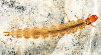 Rhyacophila carpenteri