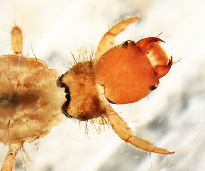 Rhyacophila carpenteri
