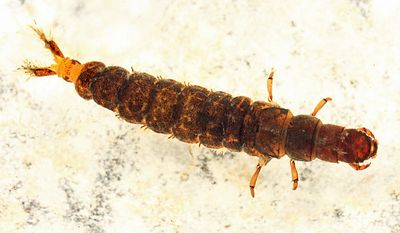 Hydropsyche sparna