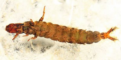 Hydropsyche sparna