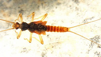 Oemopteryx contorta