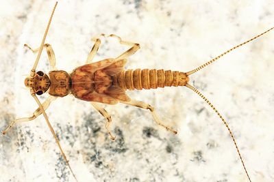 Taenionema atlanticum