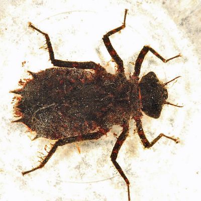 Umber Shadowdragon - Neurocordulia obsoleta