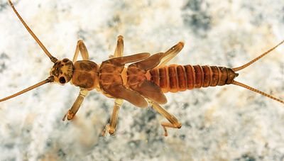 Strophopteryx fasciata