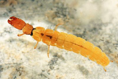 Chimarra aterrima