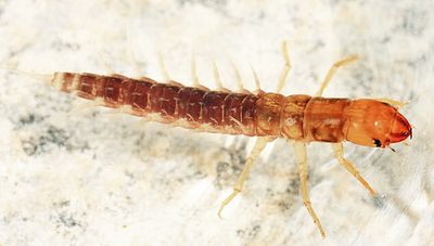 Sialis aequalis