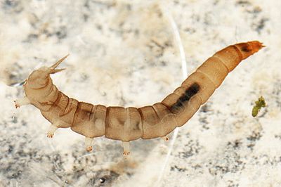 Dicranota sp.