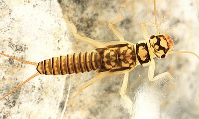 Isoperla marlynia