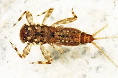 Maccaffertium modestum