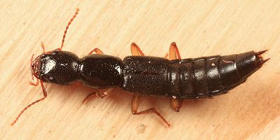 Homaeotarsus cinctus