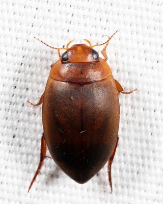 Agabetes acuductus
