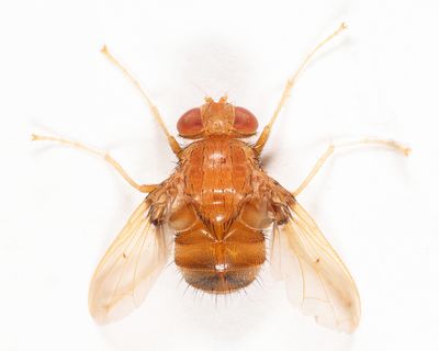 Ormia sp.