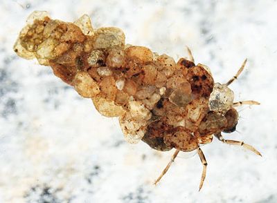 Neophylax fuscus