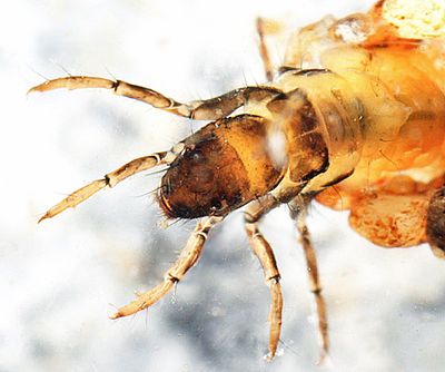 Neophylax fuscus