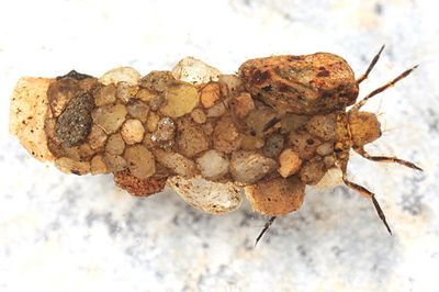 Neophylax oligius