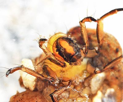 Neophylax oligius