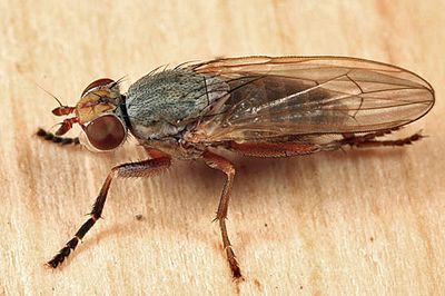 Ditaeniella parallela