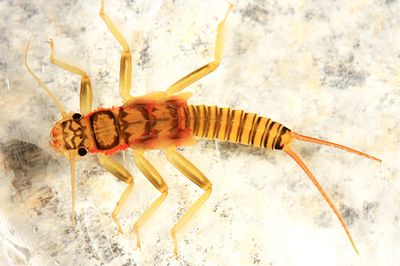 Isogenoides hansoni