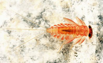 Rhithrogena impersonata
