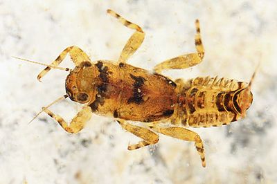 Ephemerella invaria