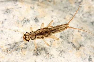 Isoperla montana