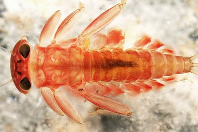 Rhithrogena impersonata