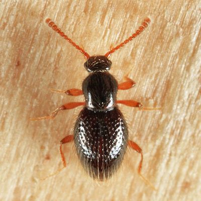 Brachycepsis subpunctatus