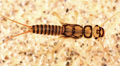 Isoperla signata