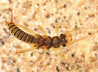 Cultus verticalis