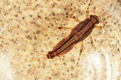 Ephemerella aurivillii