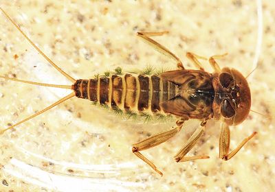 Rhithrogena brunneotincta