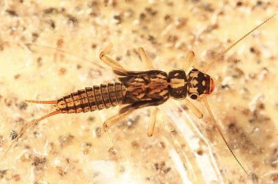 Isoperla transmarina