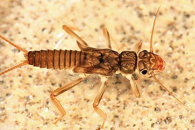 Malirekus iroquois