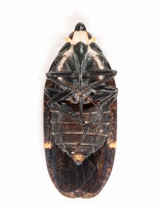 Cixidia opaca