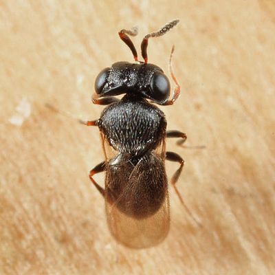 Trissolcus euschisti