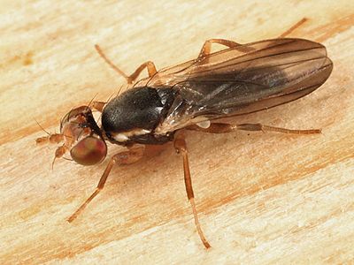 Clusiodes ater