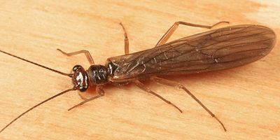Ostrocerca complexa
