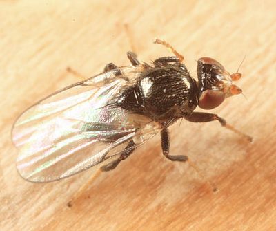 Chaetochlorops inquilinus