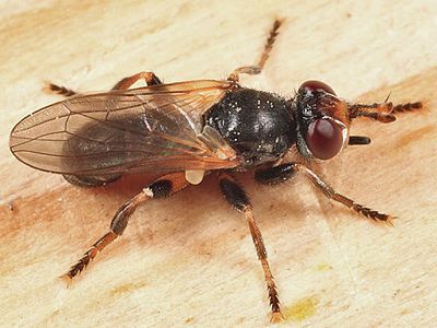 Thecophora sp.