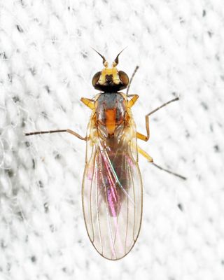 Cerodontha dorsalis