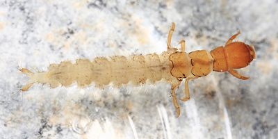 Homoplectra doringa