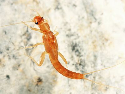 Leuctra variabilis