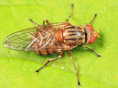 Brachyopa flavescens