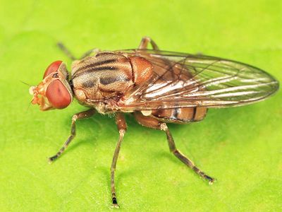 Brachyopa flavescens