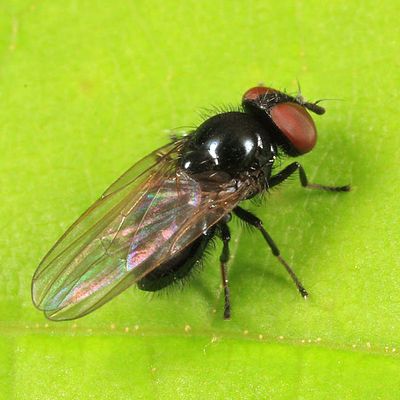 Lance Flies - Lonchaeidae