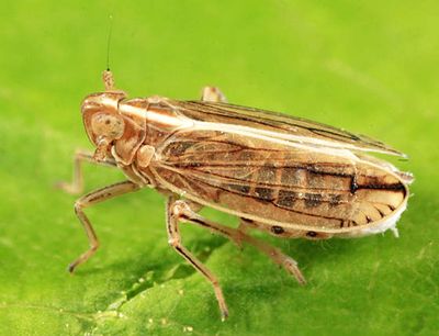 Stenocranus felti