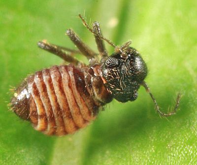 Damp Barklice - Elipsocidae