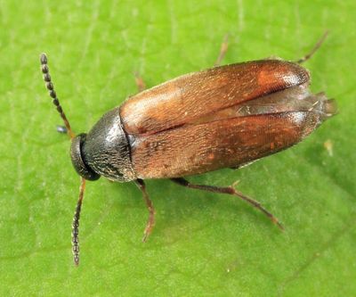 Anaspis flavipennis